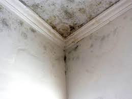 Best Asbestos and Lead Testing During Mold Inspection  in Finneytown, OH